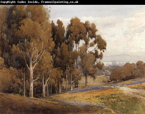 unknow artist A Grove of Eucalyptus in Spring